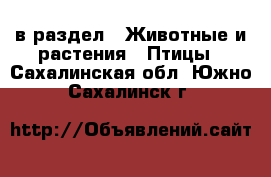  в раздел : Животные и растения » Птицы . Сахалинская обл.,Южно-Сахалинск г.